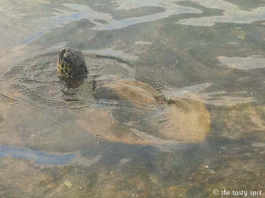 Sea turtle coming up for air