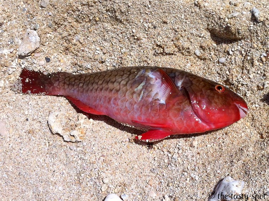 Uhu (aka Parrotfish)