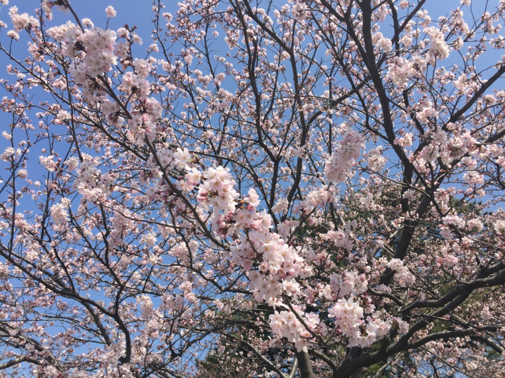 Sakura