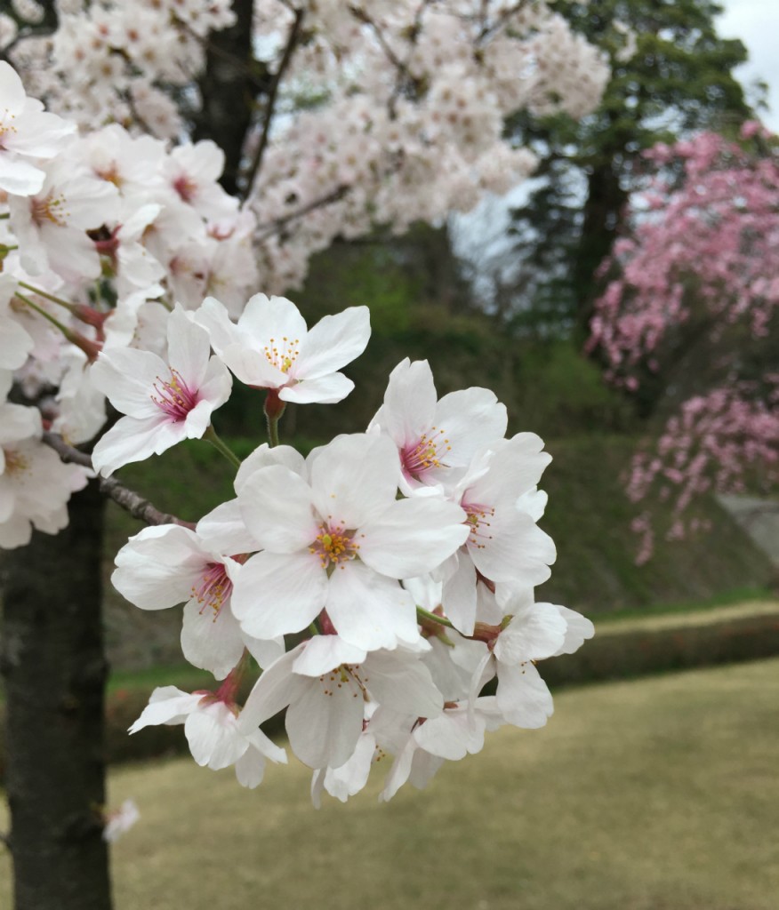 Sakura closeup